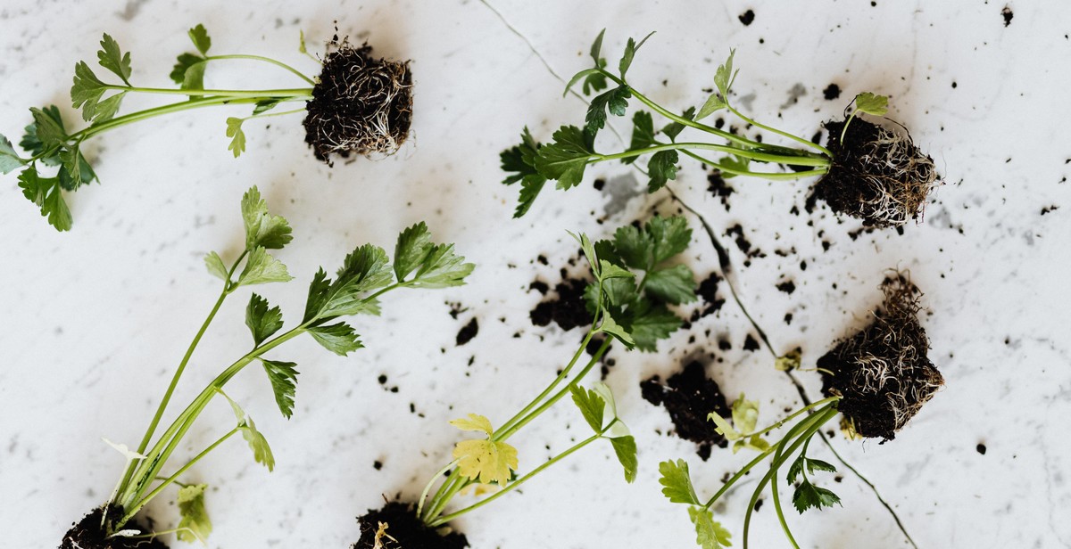 indoor herb garden herbs