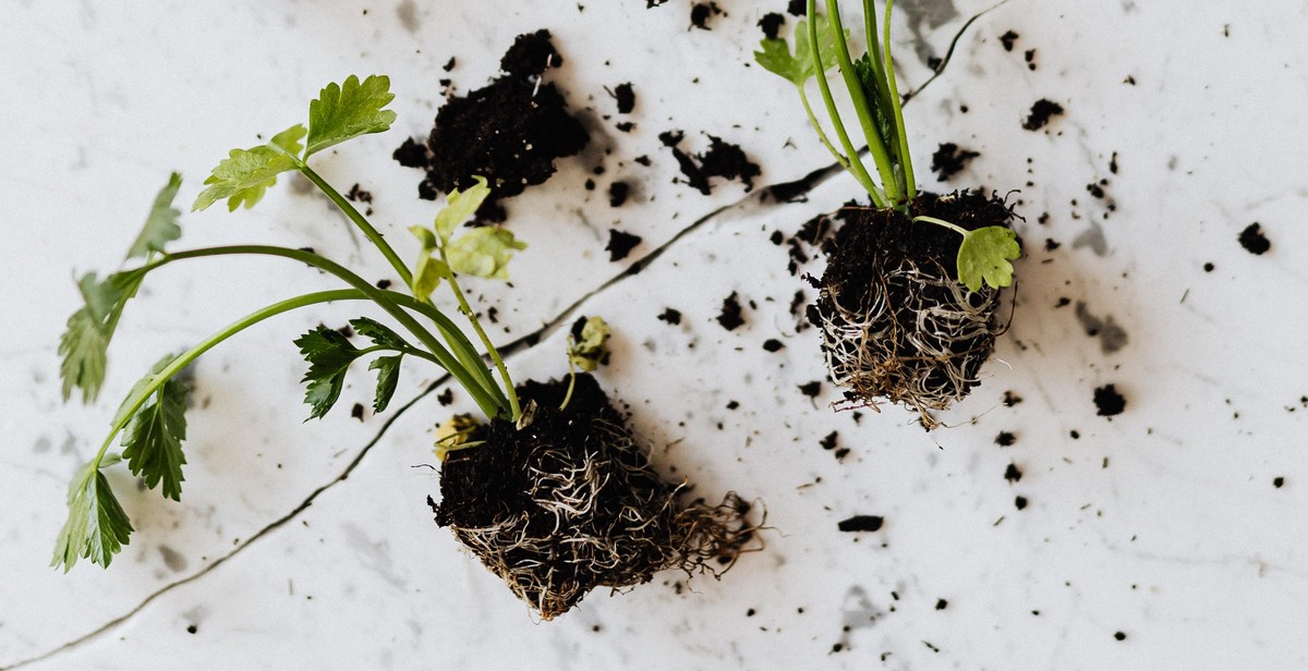 indoor herb garden planting maintenance