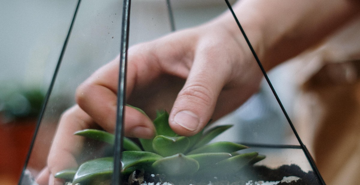 insect terrarium decorations