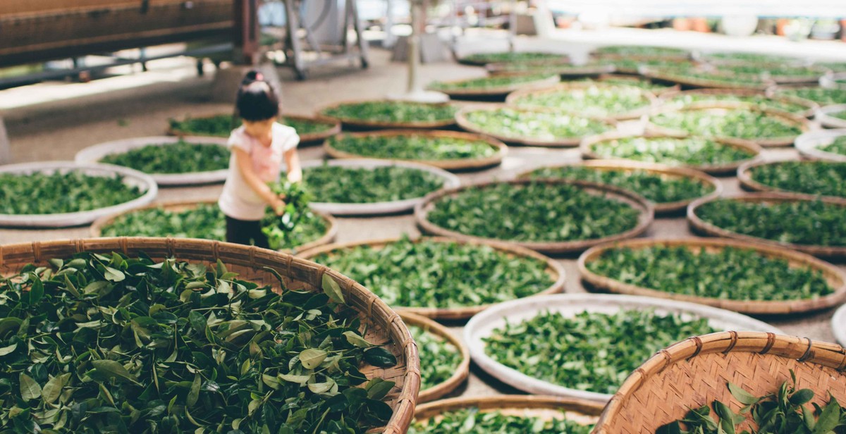 Japanese green tea leaves selection