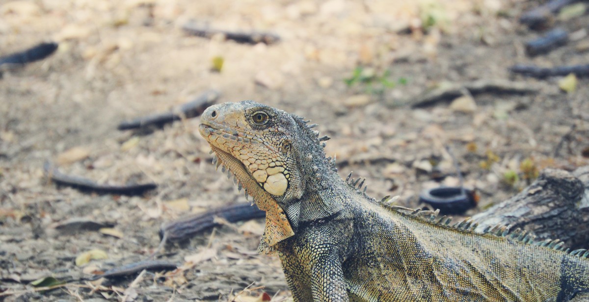 lizard species identification