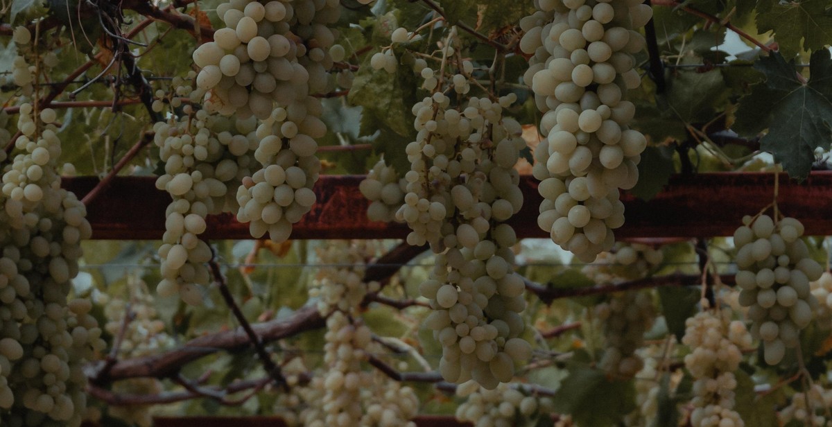 maintaining a trellis