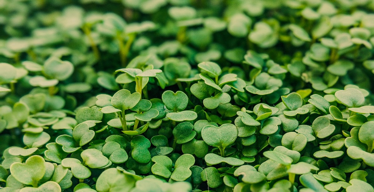 microgreens benefits