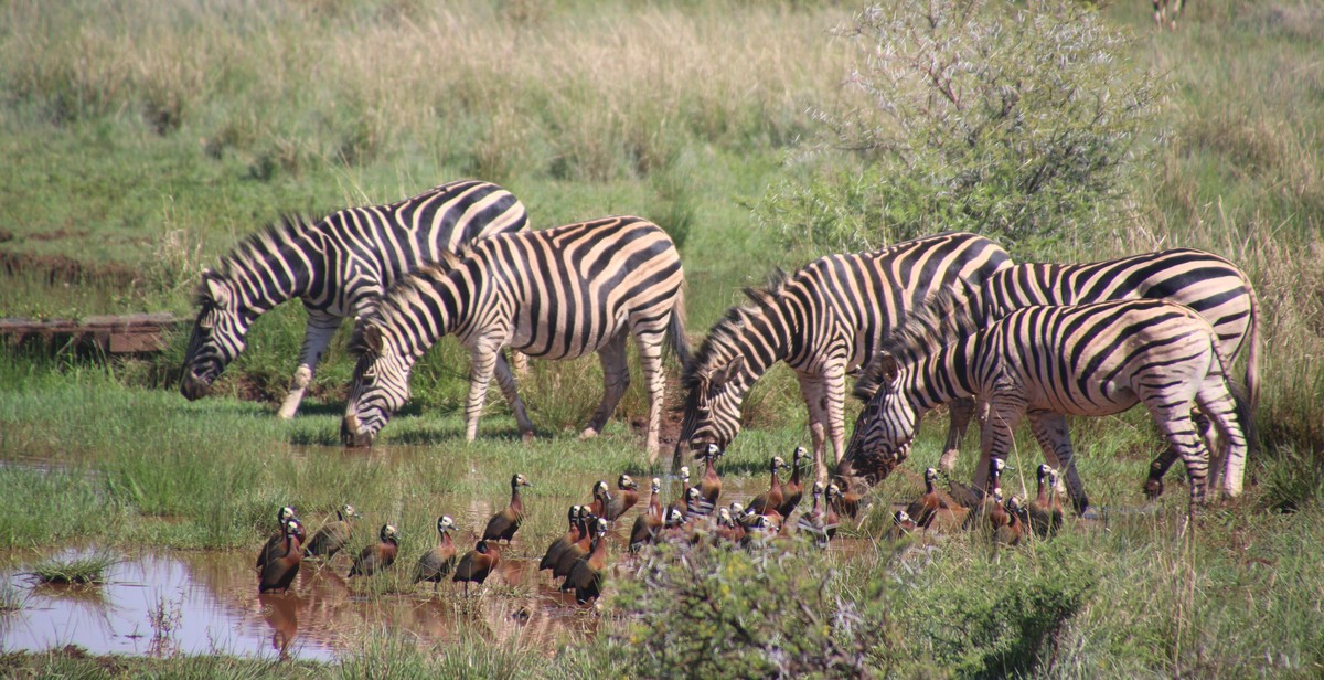 nature club conservation projects