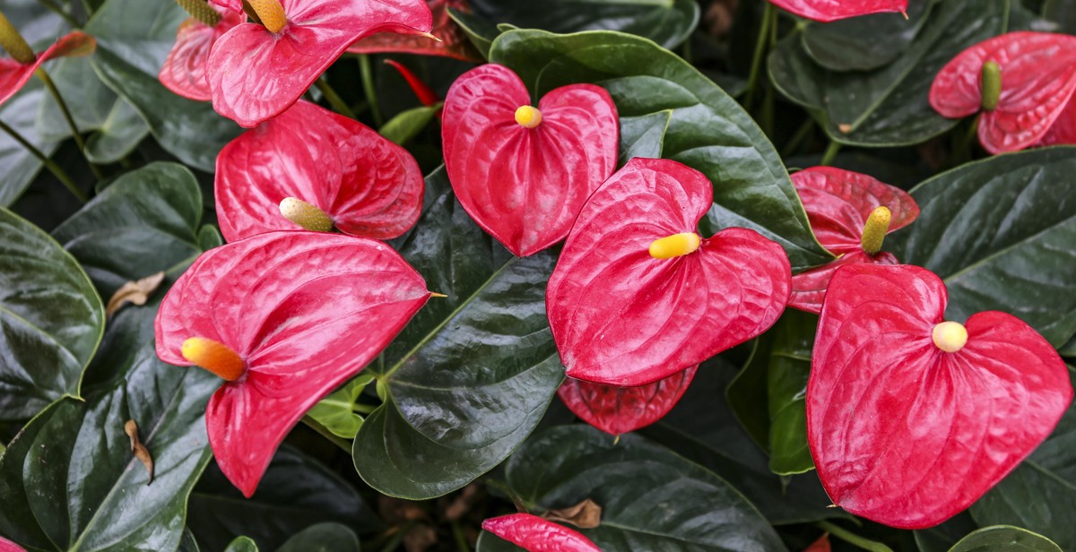 nighttime garden plants