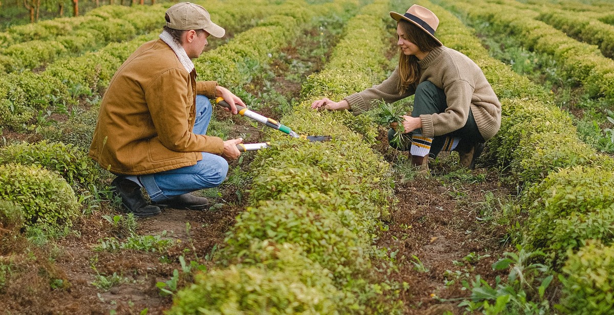 organic gardening soil management fertilizers pest control