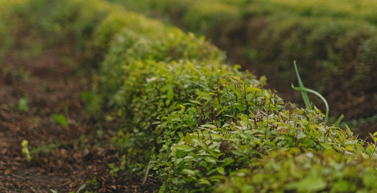 organic herb farm soil preparation