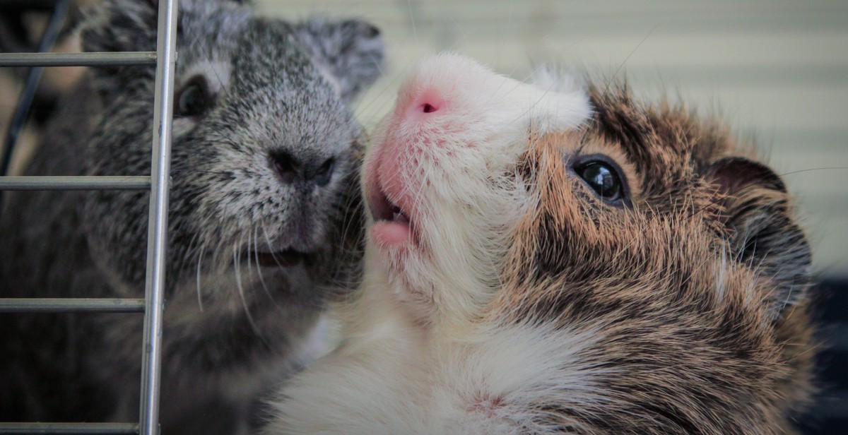 pet guinea pig