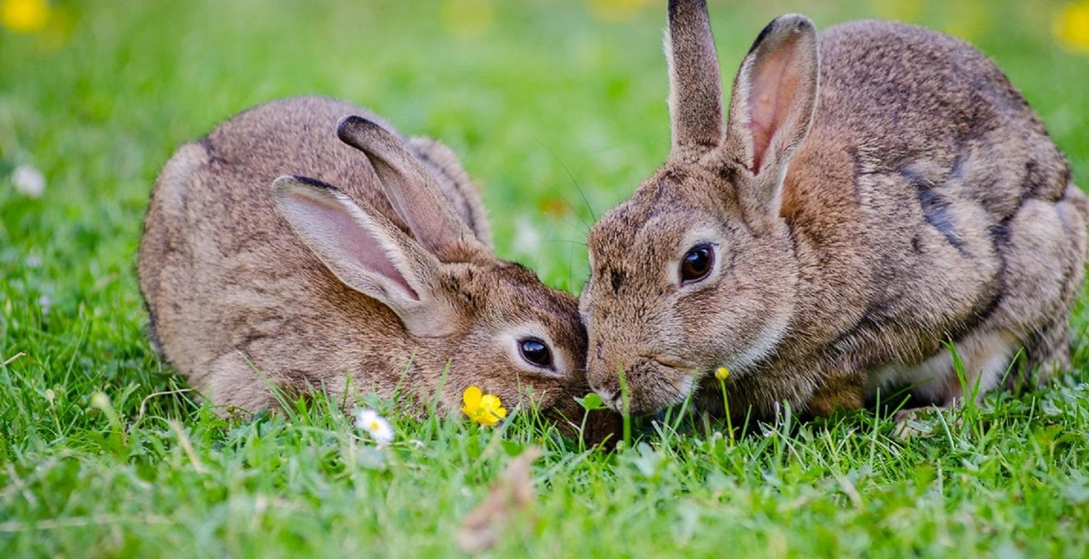 pet rabbit bonding