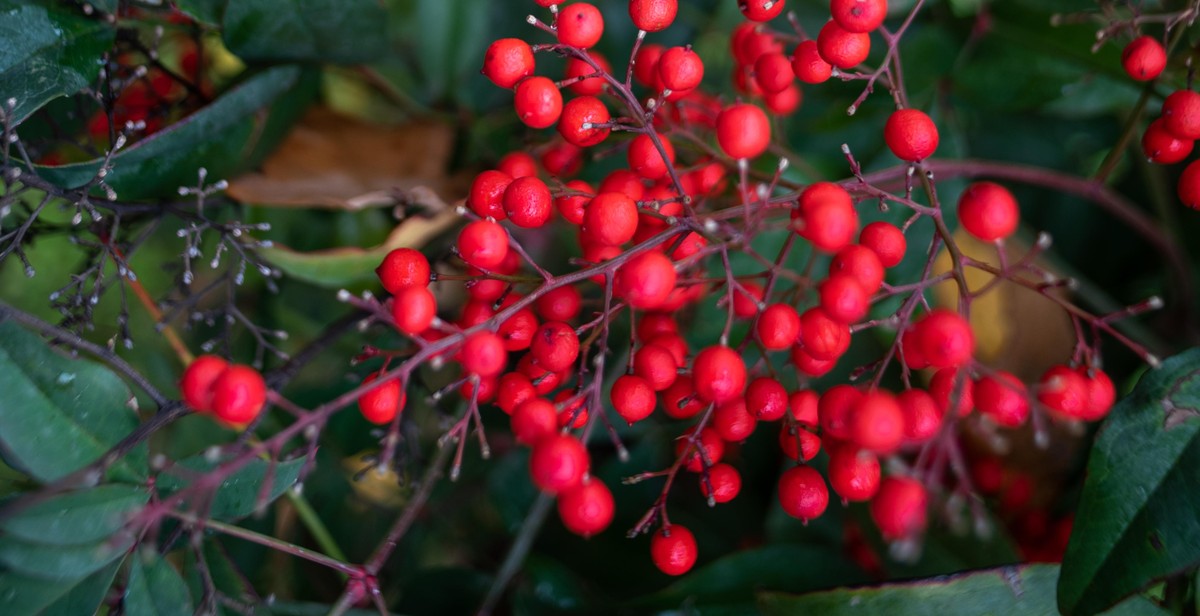 planting berries in containers