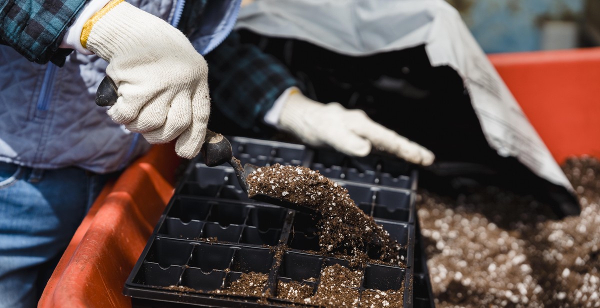 preparing container soil for berries