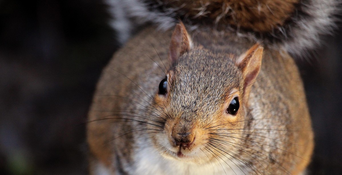 preparing for nighttime wildlife photography