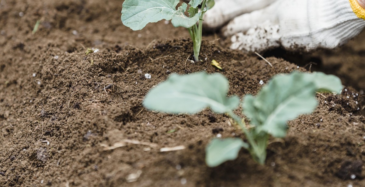 preparing raised garden bed soil