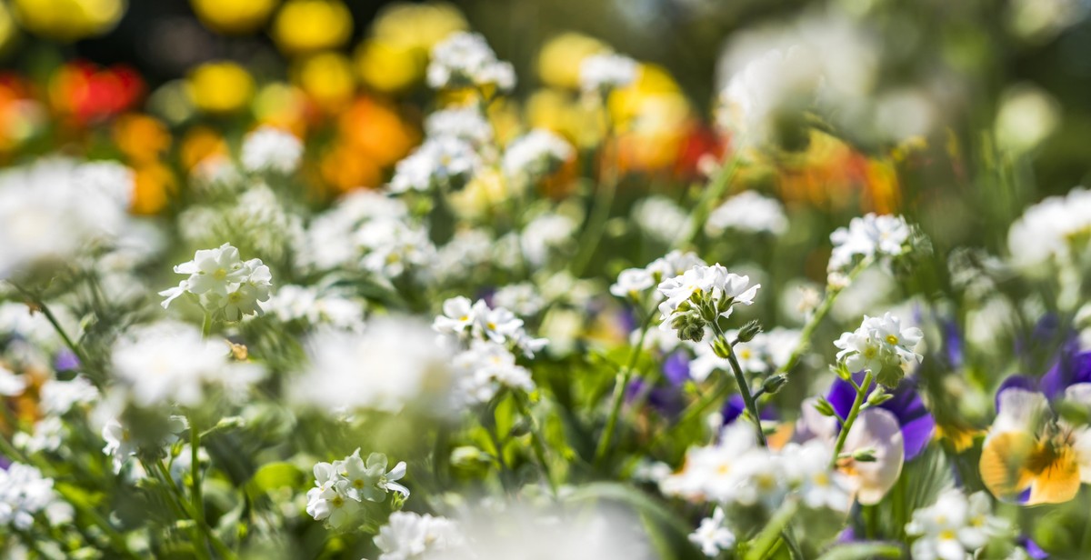 raised garden bed benefits