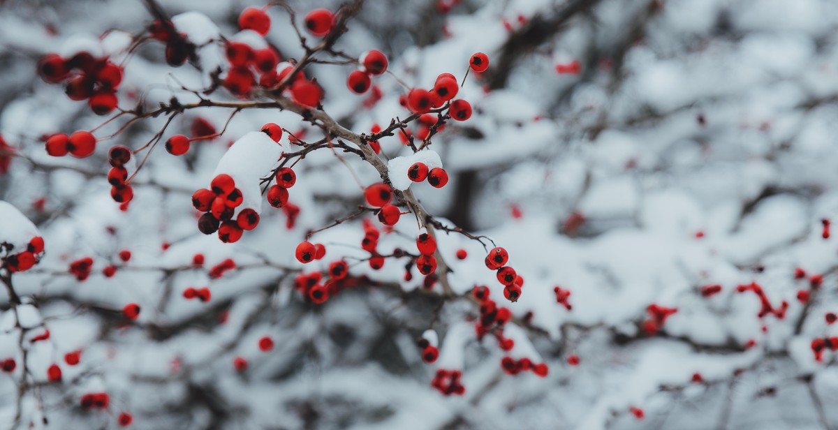 Scandinavian-inspired Christmas tree color scheme