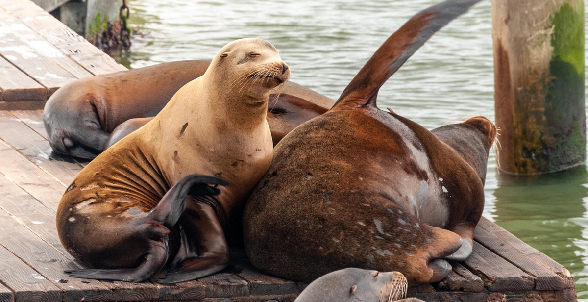 seals, sea lions, walruses