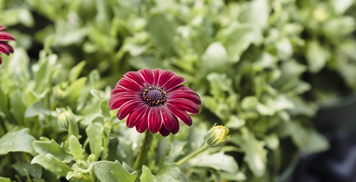 small space container gardening