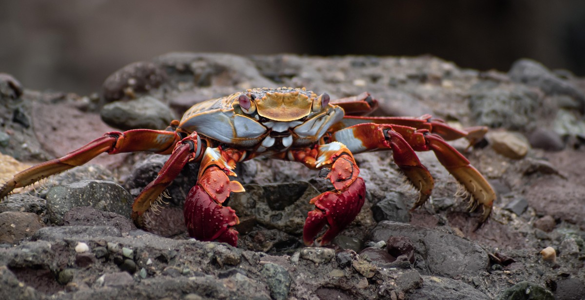 steaming crab legs