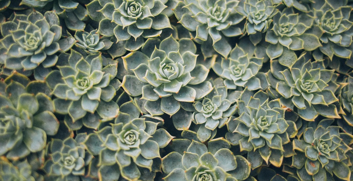 succulent garden maintenance