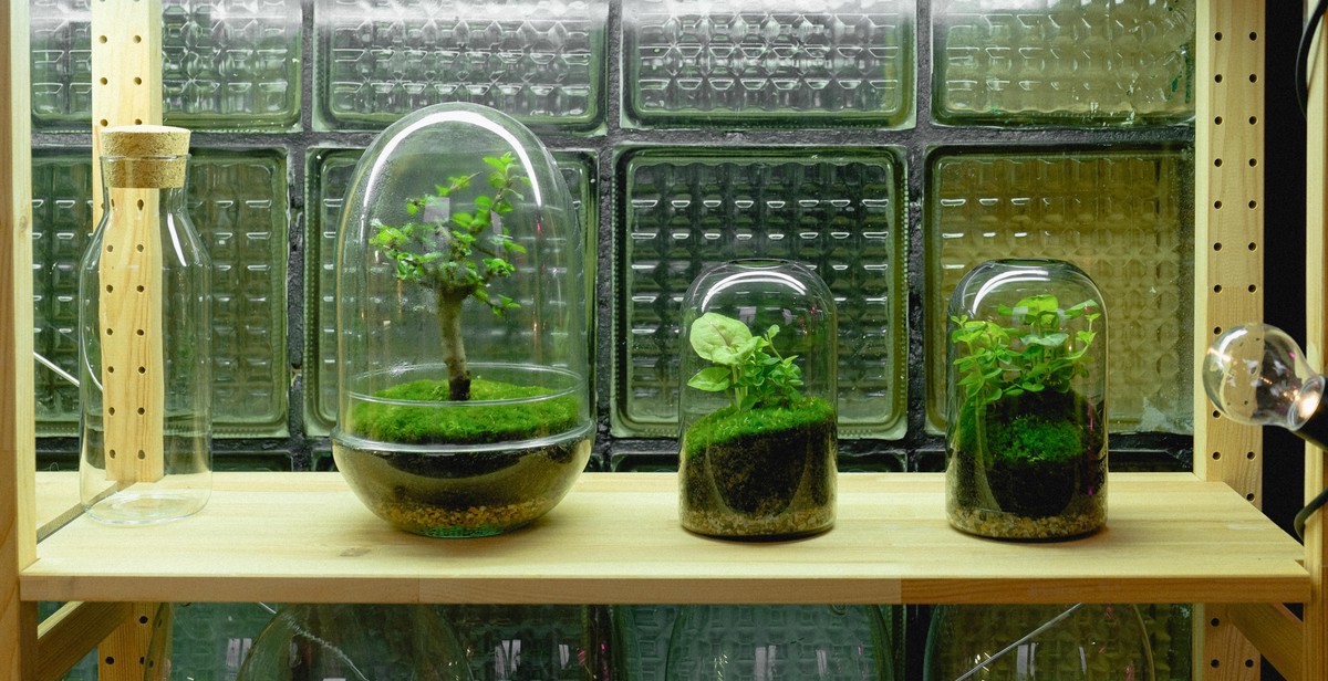 Terrarium container