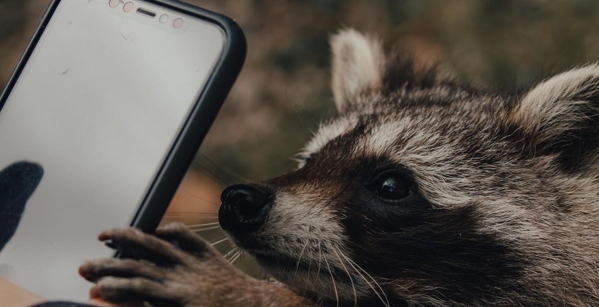 tips for nighttime wildlife photography