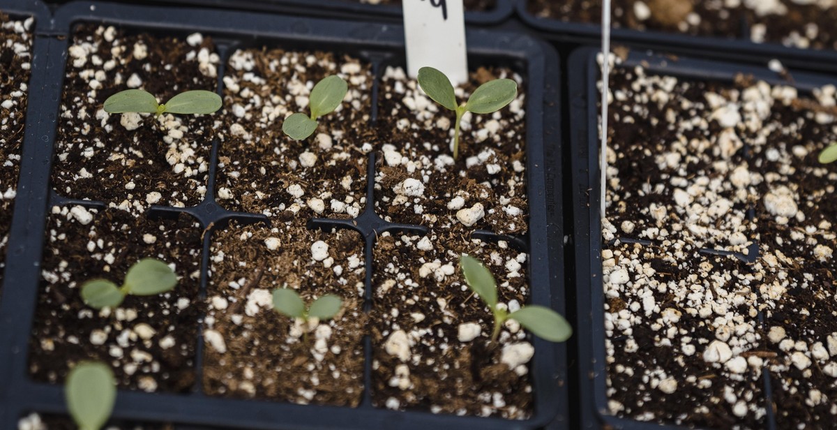 troubleshooting vertical garden salad greens