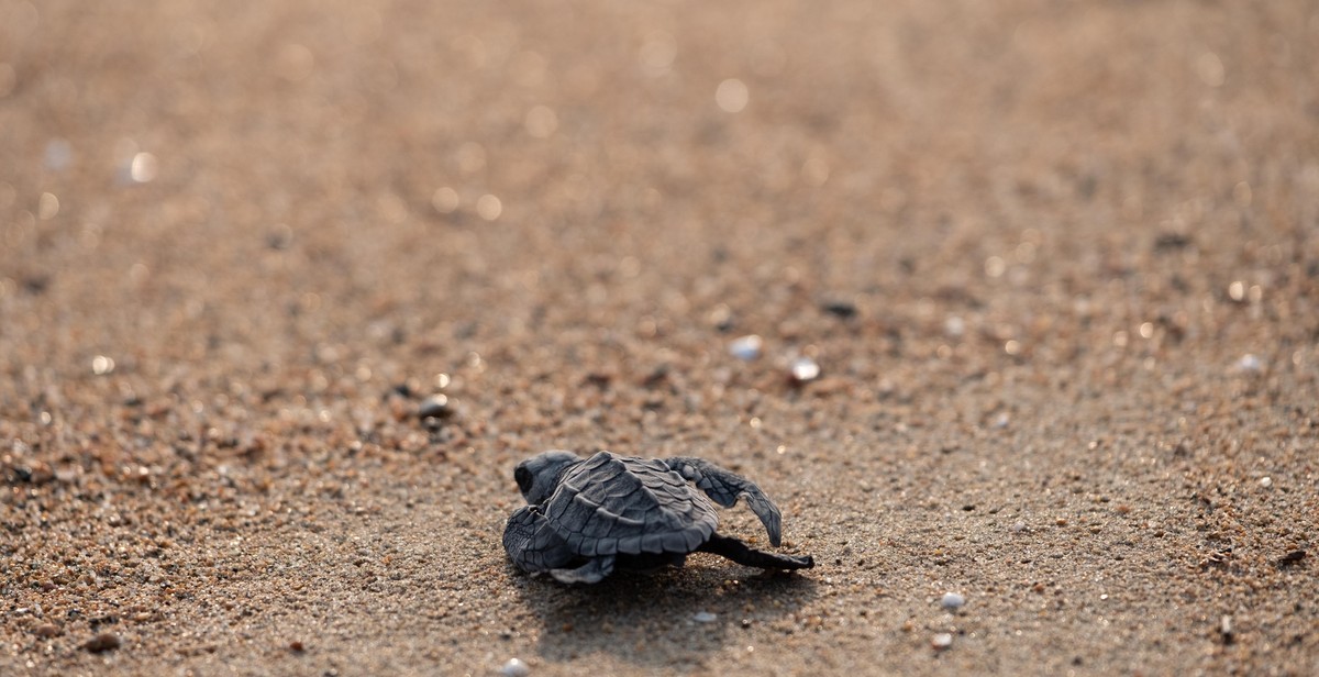 turtle and tortoise species identification