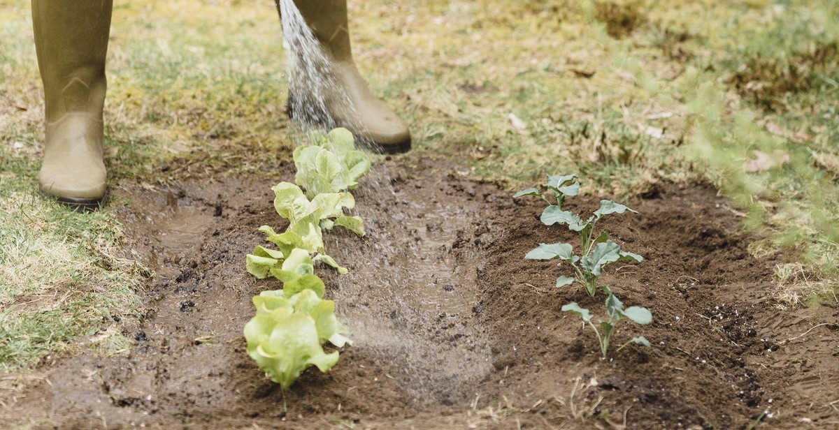 types of soil for raised garden beds