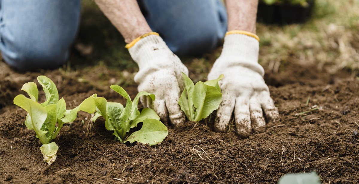 vegetable garden irrigation system benefits