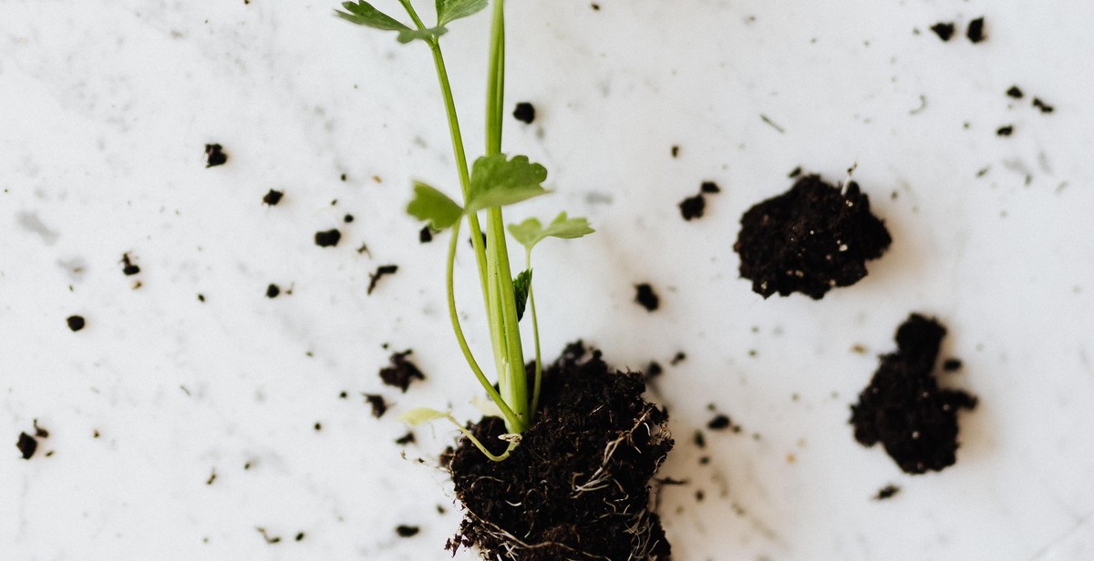 vegetable garden planting