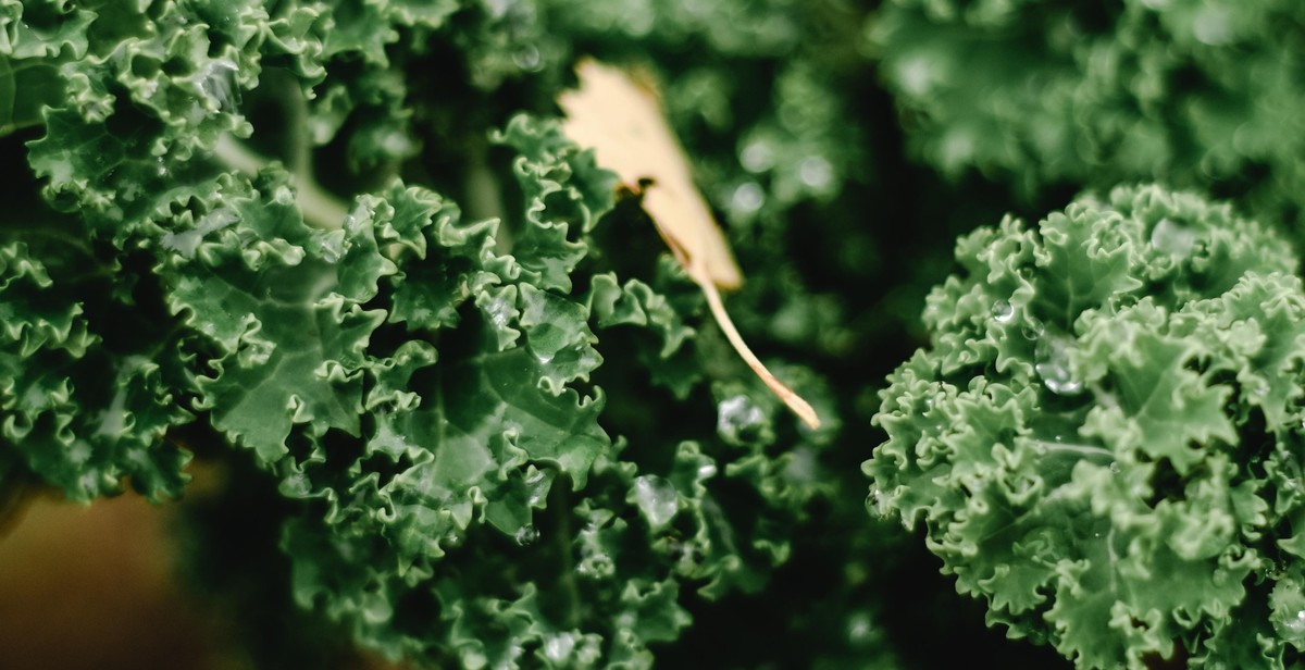 vegetable garden vegetables