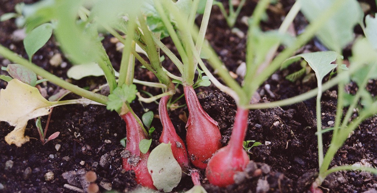 vegetable scraps