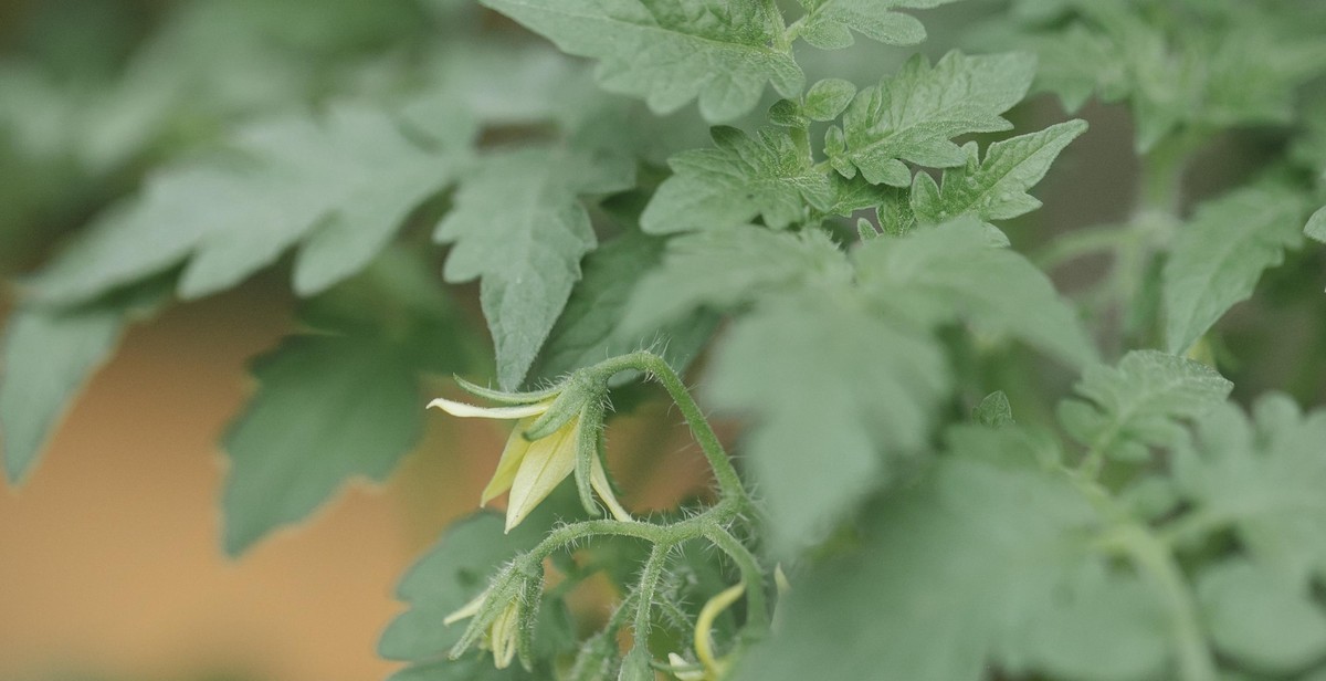 vegetable selection