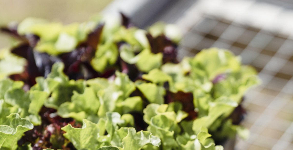 vertical garden with salad greens