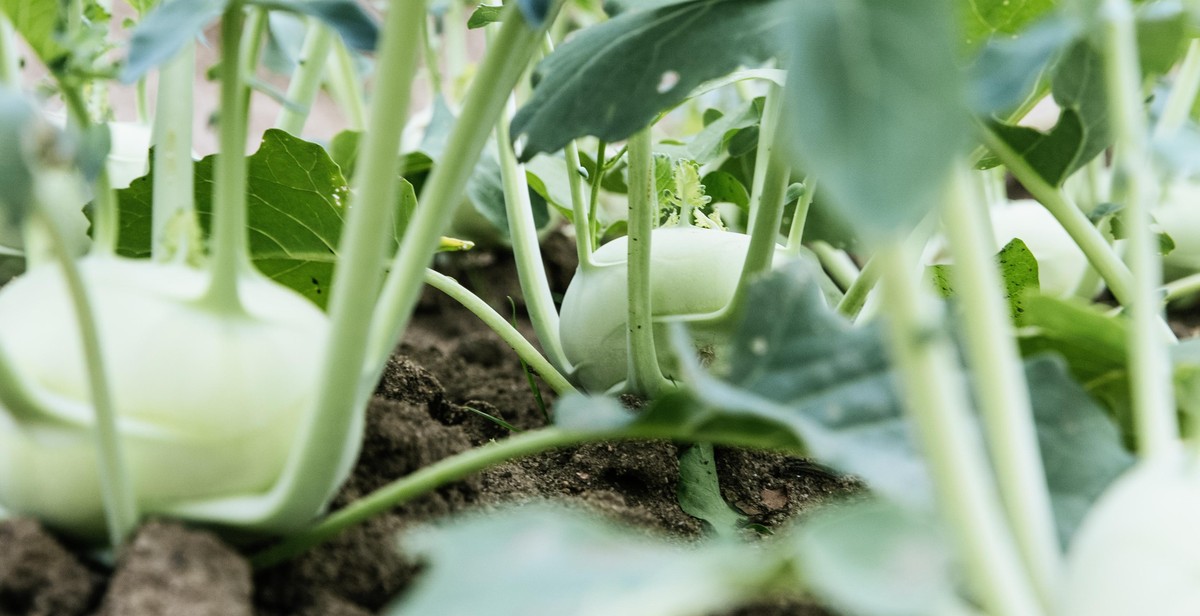 vertical gardening vegetables