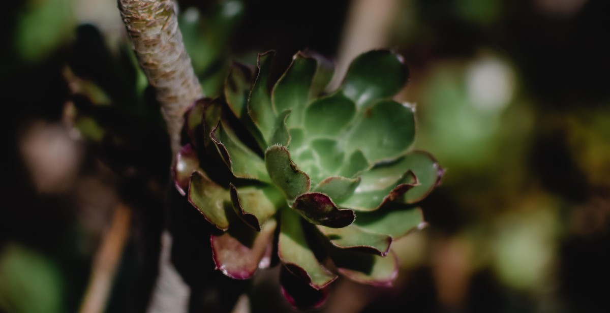 vertical succulent garden