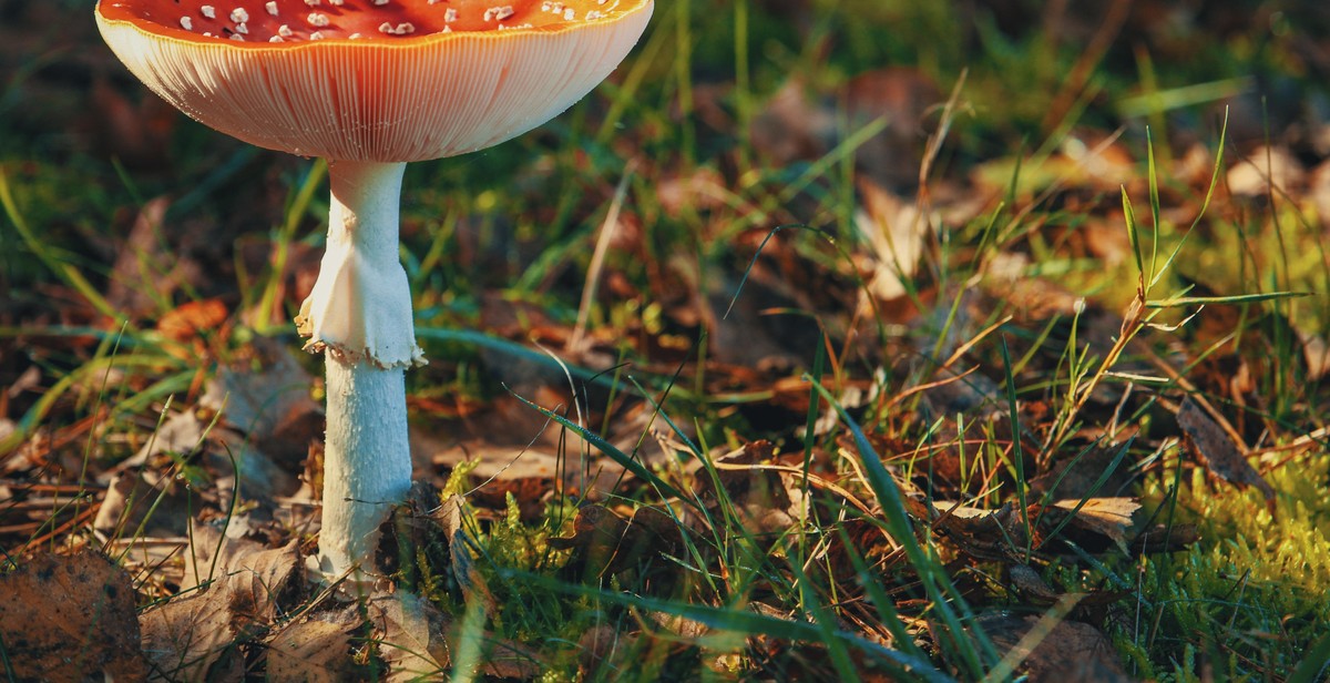 wild mushroom foraging