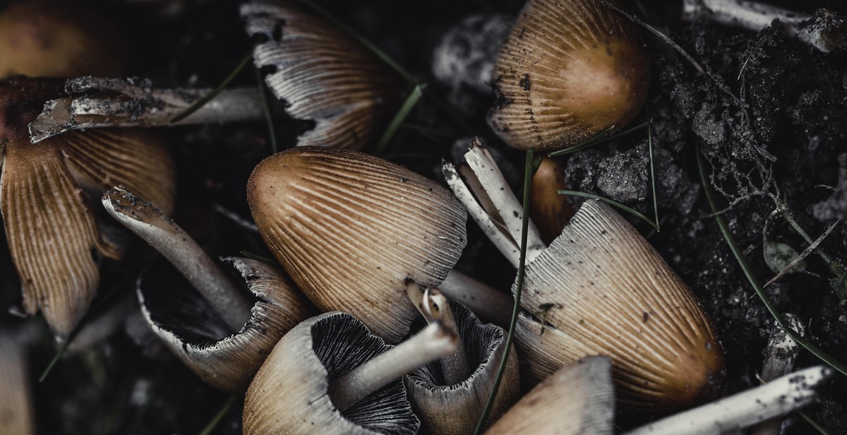 wild mushroom foraging