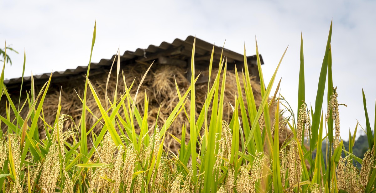 wild rice health benefits