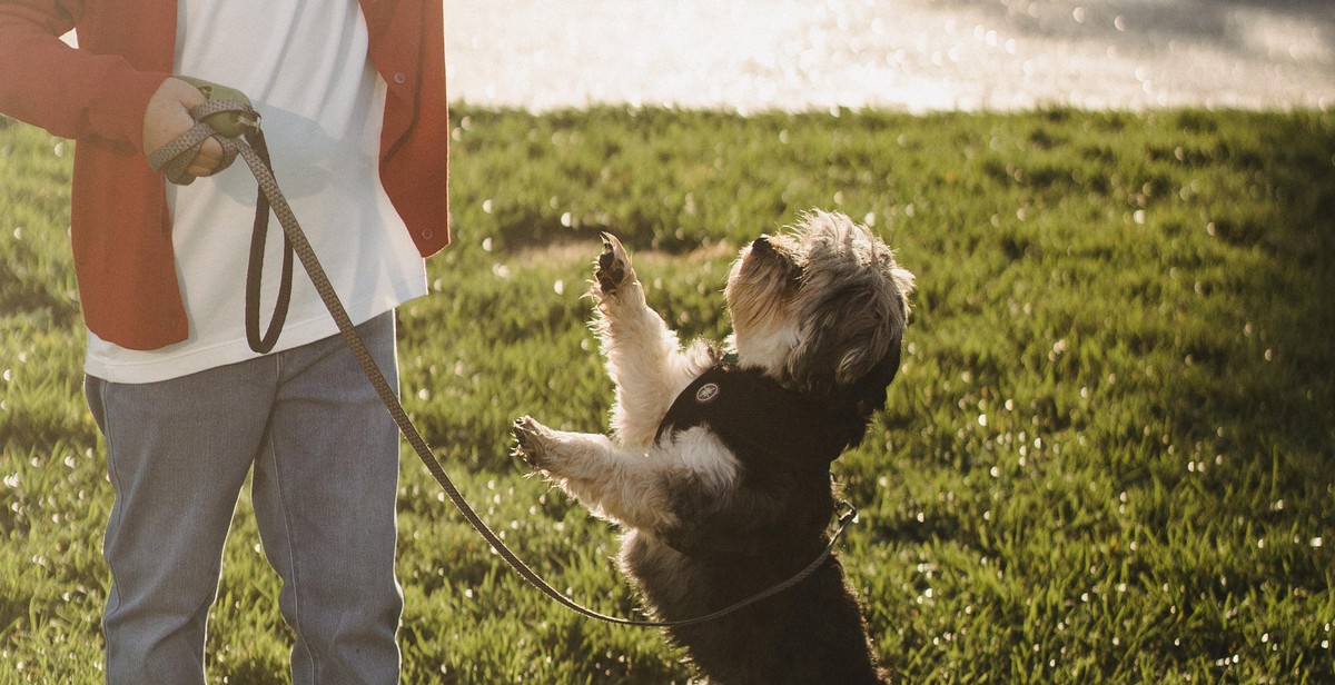 advanced guard dog training