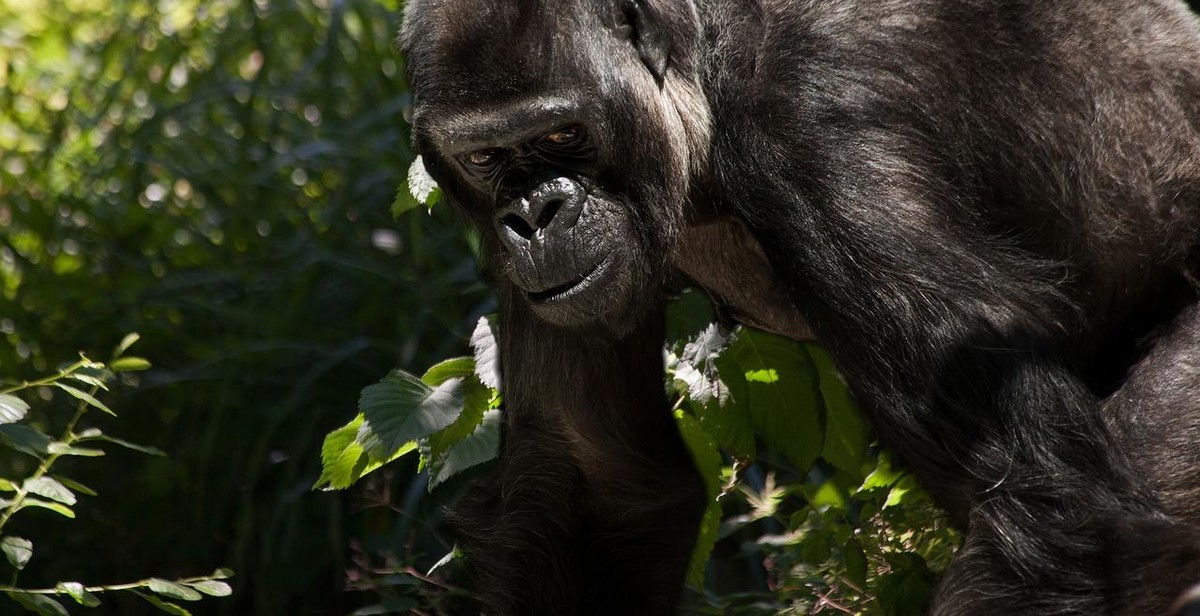 ape habitat