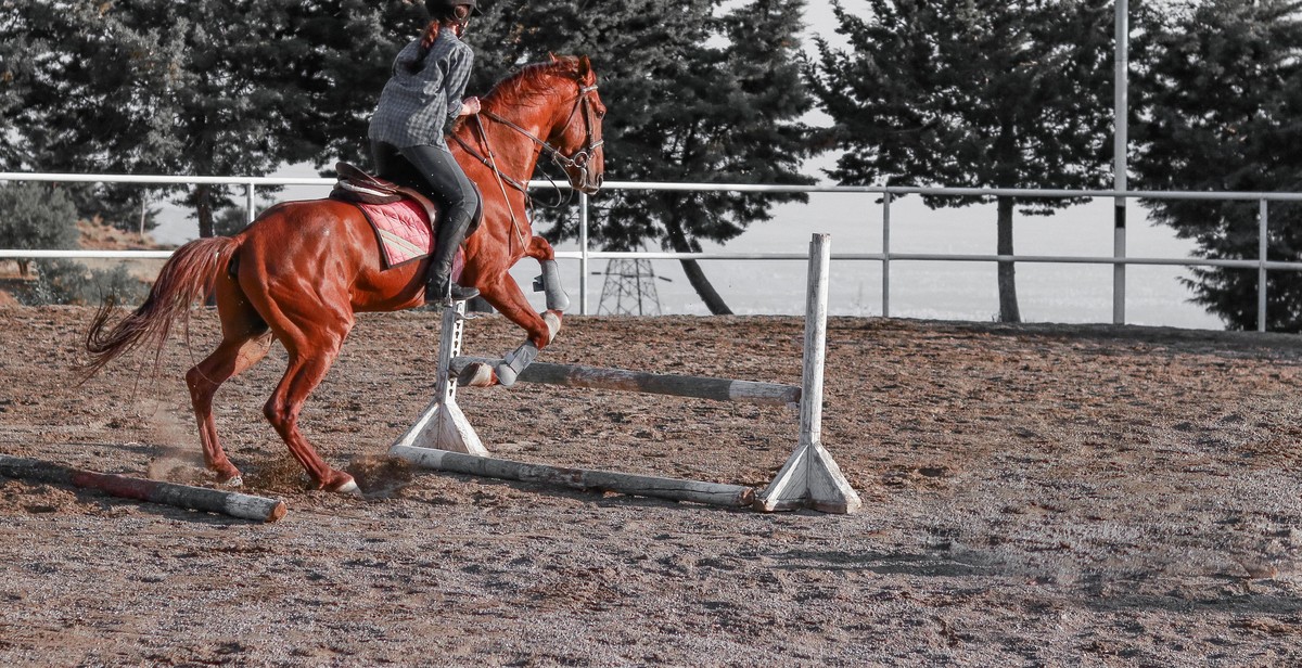 barrel racing horse training