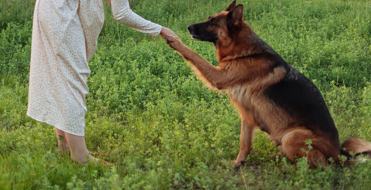 basic guard dog training