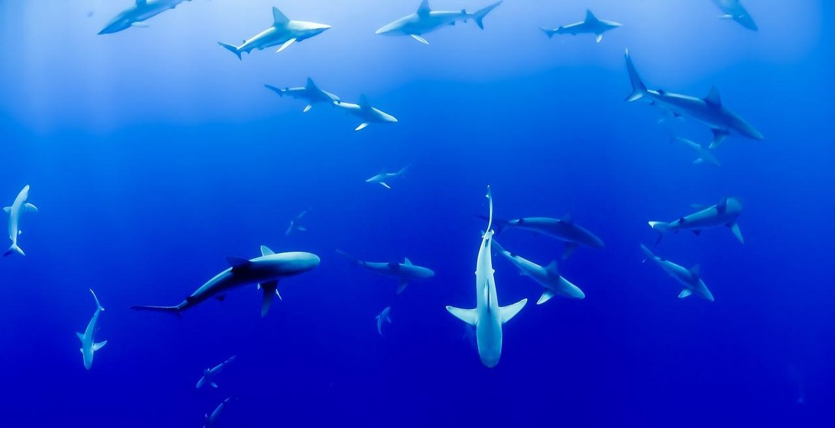 blue shark swimming
