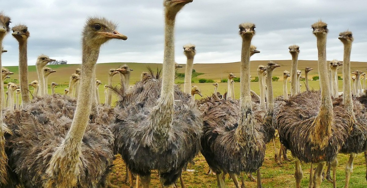 breeding ostriches