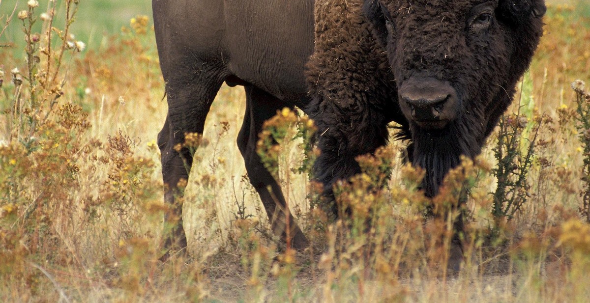 buffalo grazing management