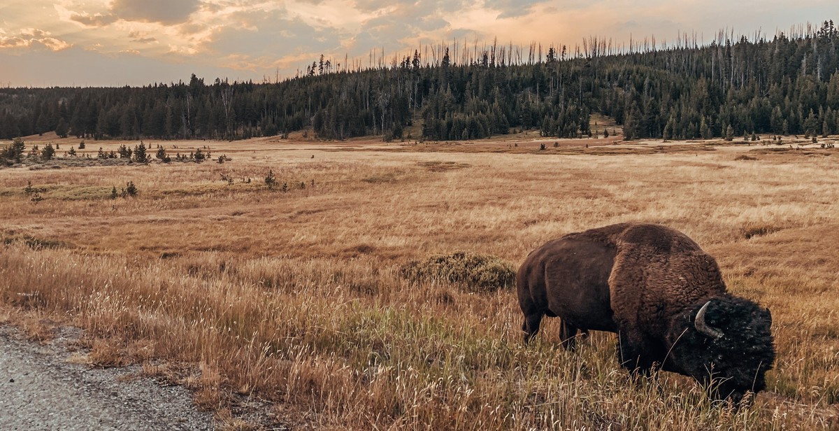 buffalo grazing on grass