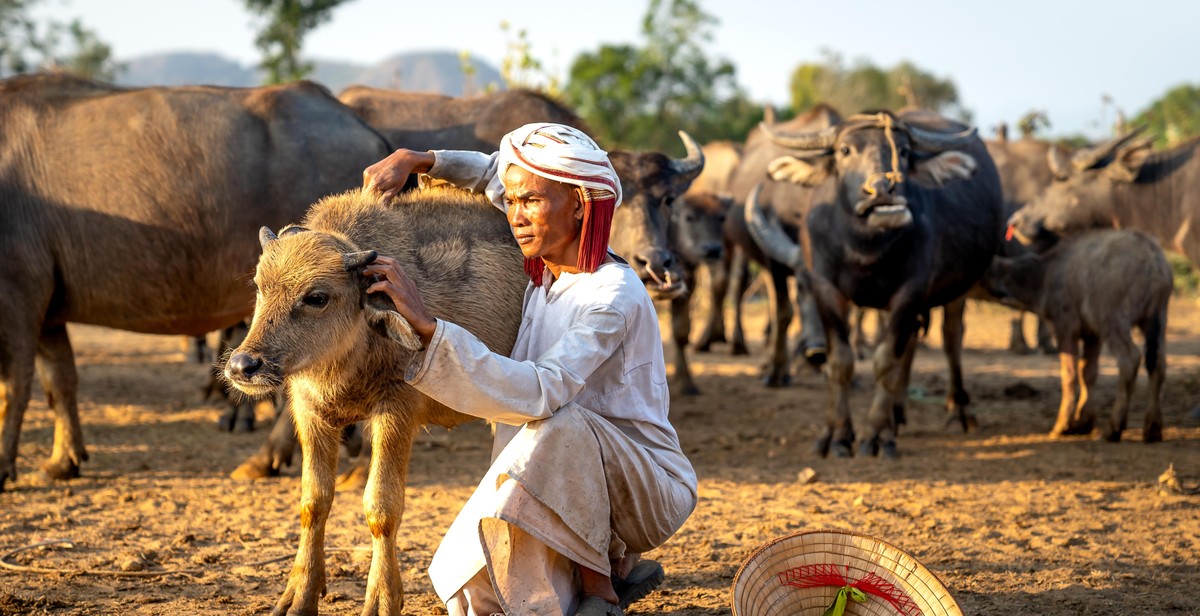 buffalo herd