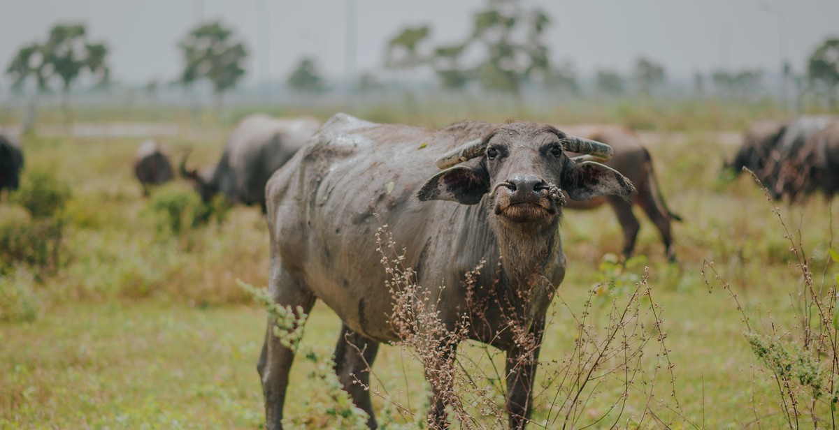 buffalo herd