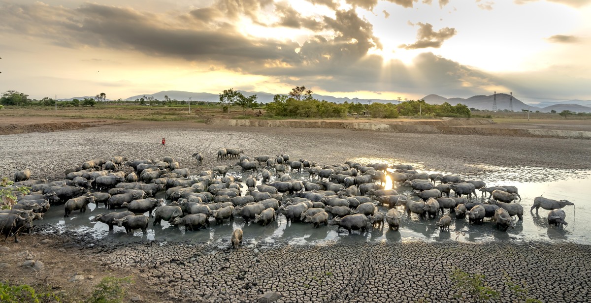 buffalo herd behavior